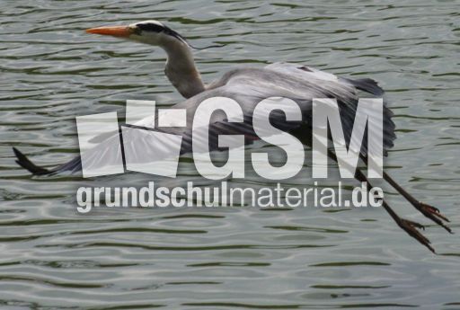 Graureiher-A 183.jpg